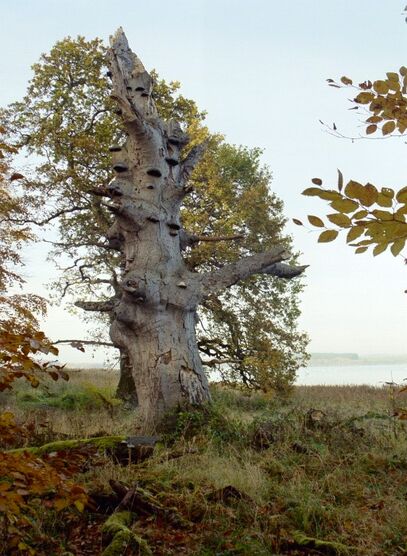 Zerfallender Baumriese auf der Insel Vilm - Seit 1936 unter Naturschutz, seit 1990 Teil des Biosphärenreservats Südost-Rügen (Foto: A. Herberg)